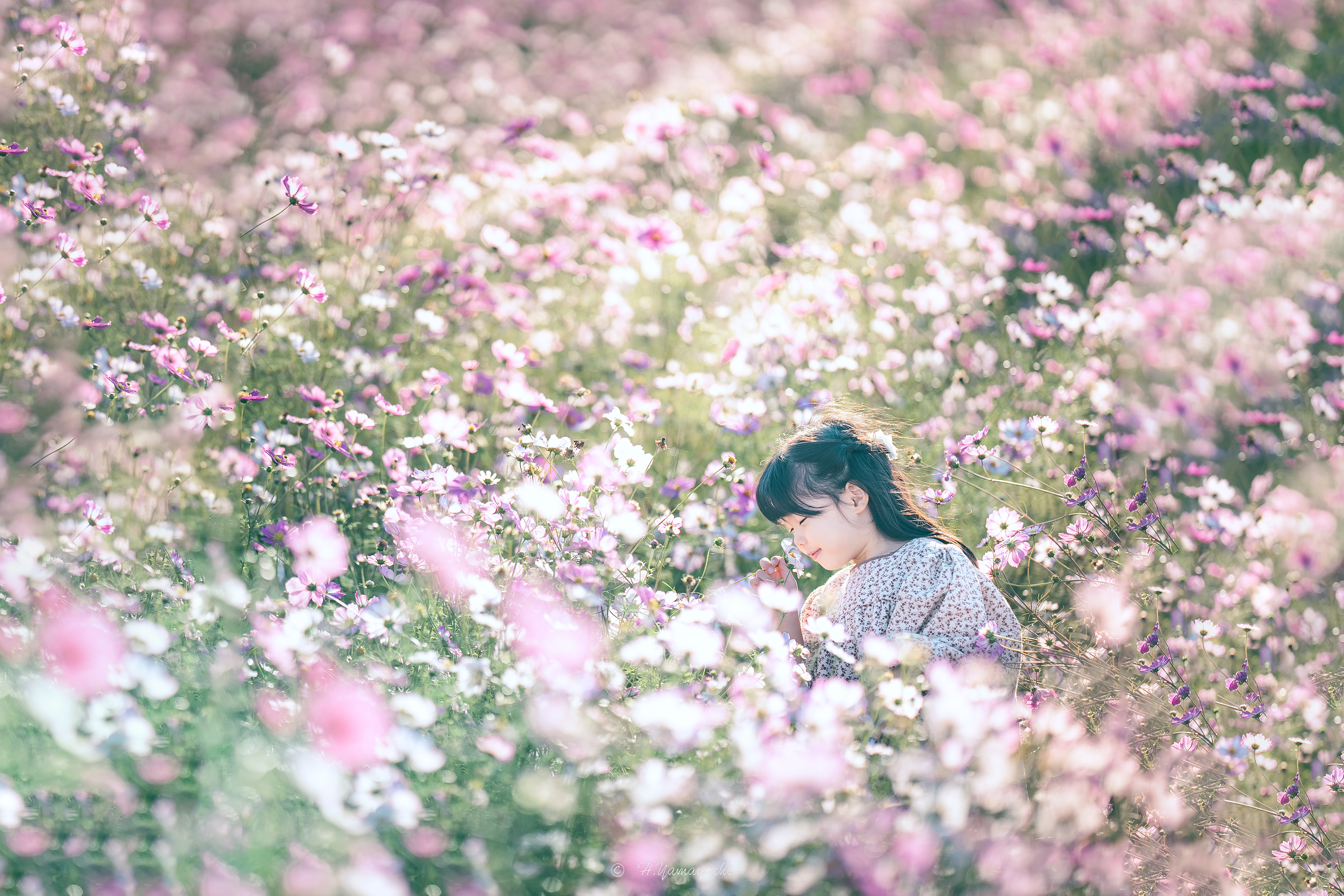 季節のお花撮影